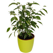 Ficus Golden King + Cachep Verde Limo